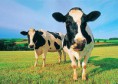 /album/photogallery/cows-jpg/